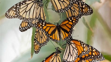 rf ids on monarch butterfly|monitor monarch butterflies.